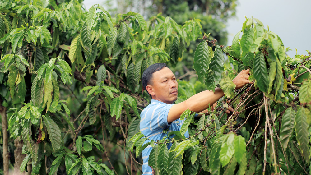Triển vọng cà phê hữu cơ