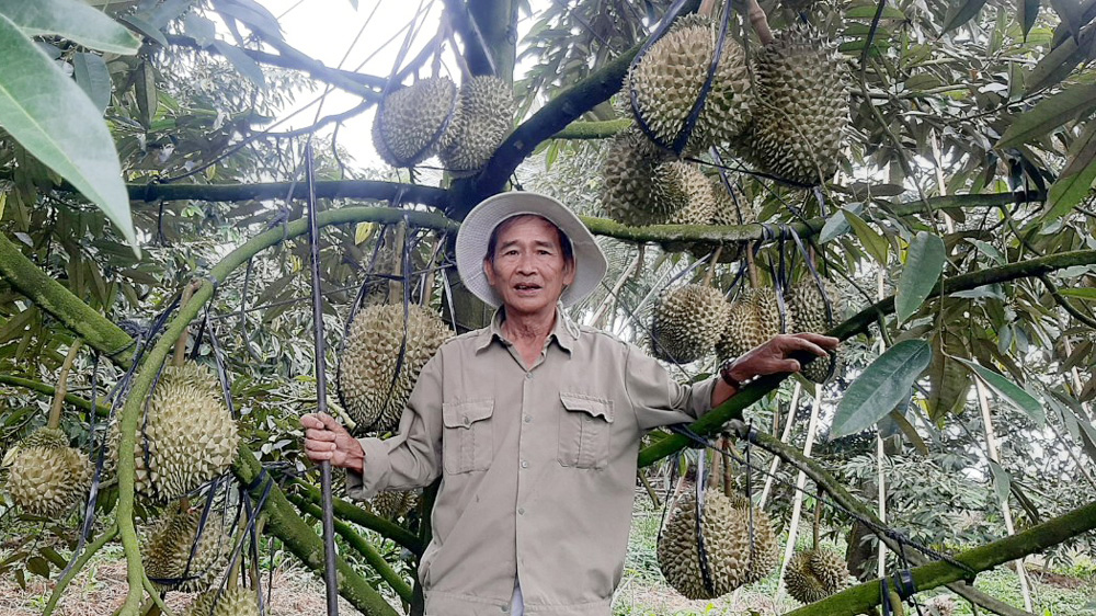 Hòa Nam: Vụ sầu riêng bội thu