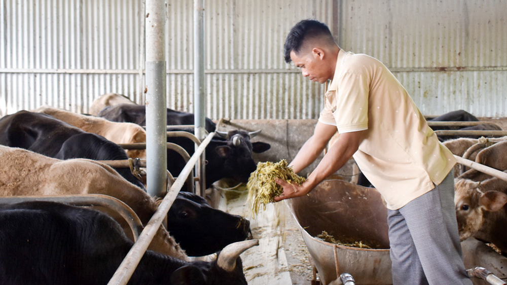 Trưởng thôn trẻ K’Bril