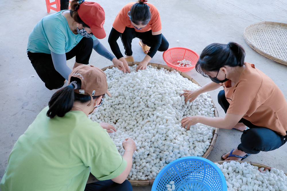 Đam Rông hỗ trợ dân trồng dâu, nuôi tằm để thoát nghèo