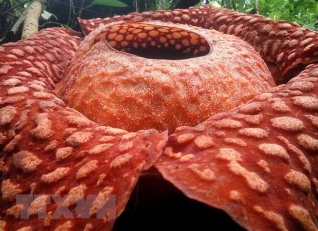 Loài hoa Rafflesia lớn nhất thế giới đứng trước nguy cơ tuyệt chủng