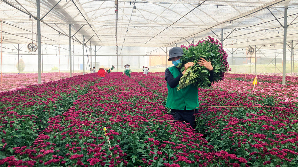Nông nghiệp Đà Lạt và lộ trình ''đi trước đón đầu''