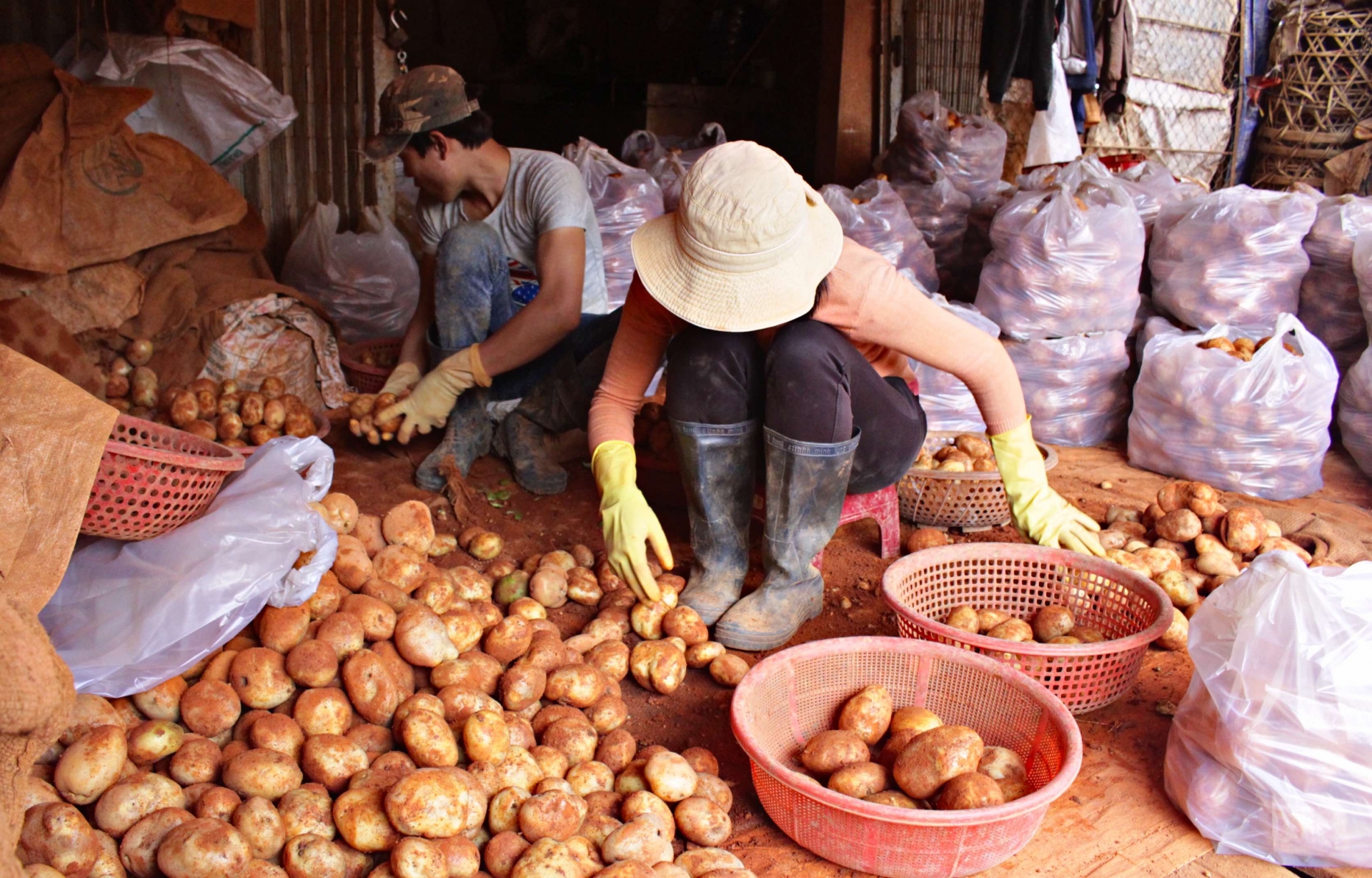 Siết chặt quản lý, không để giả mạo nông sản Đà Lạt
