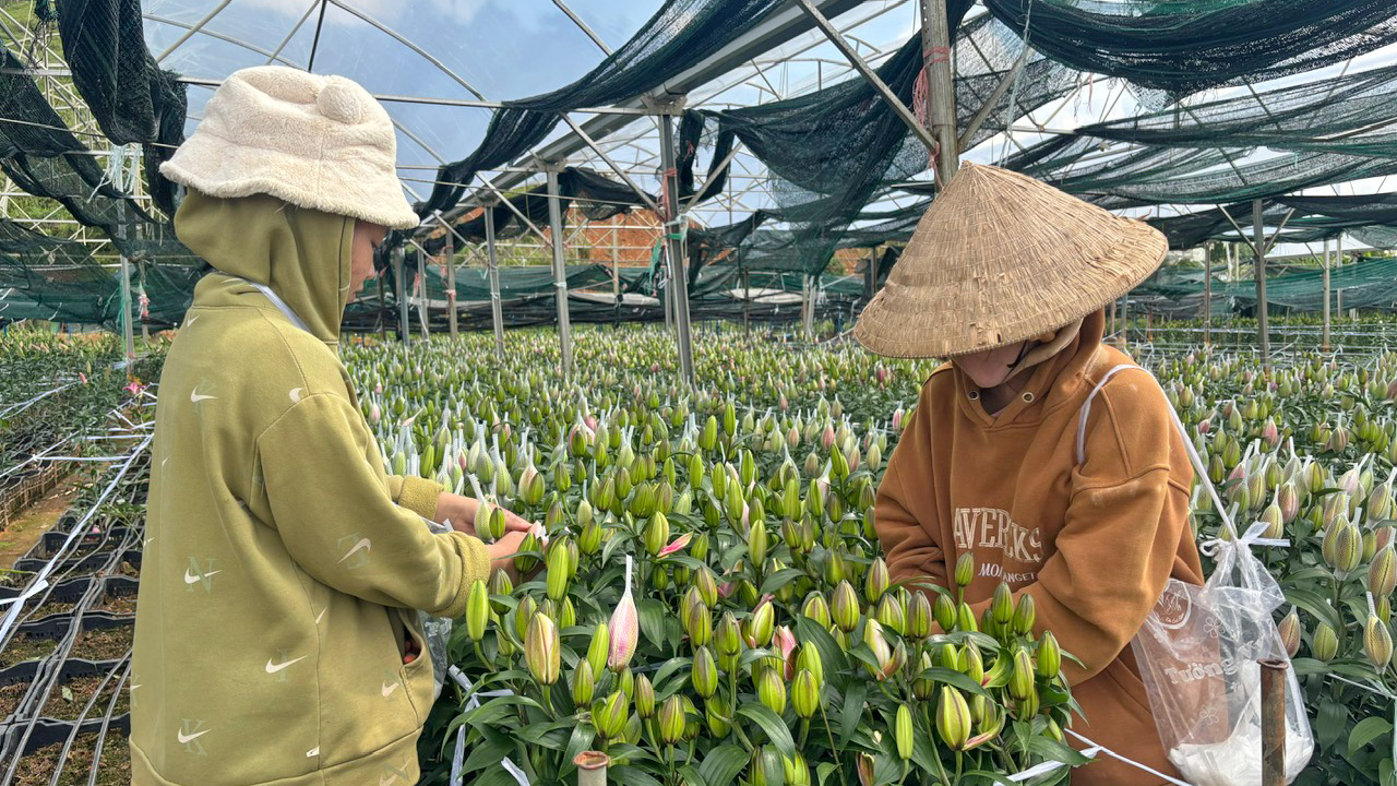 Ðưa lily ra ngoài sương gió