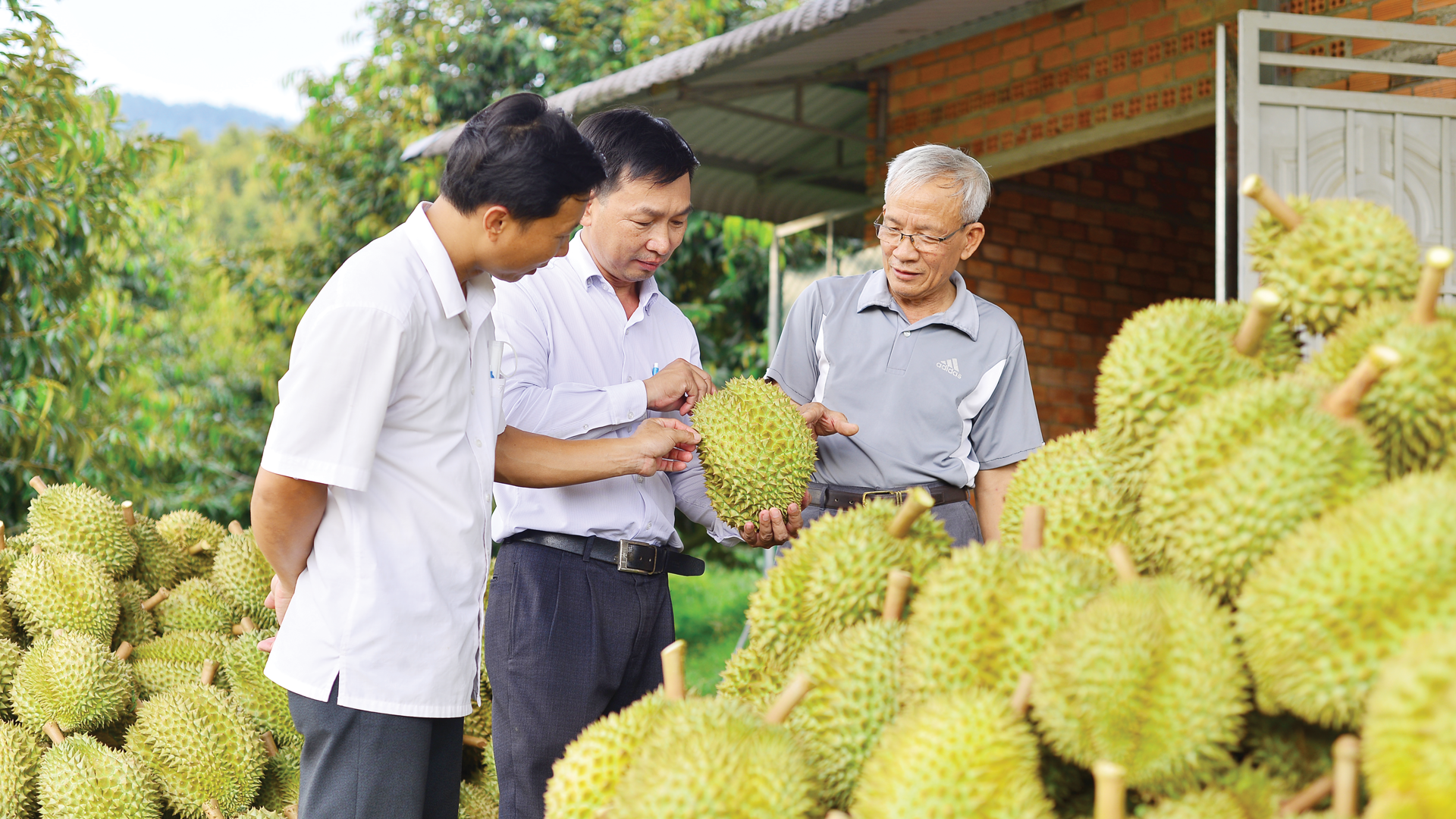 Phát triển sầu riêng theo hướng an toàn và bền vững