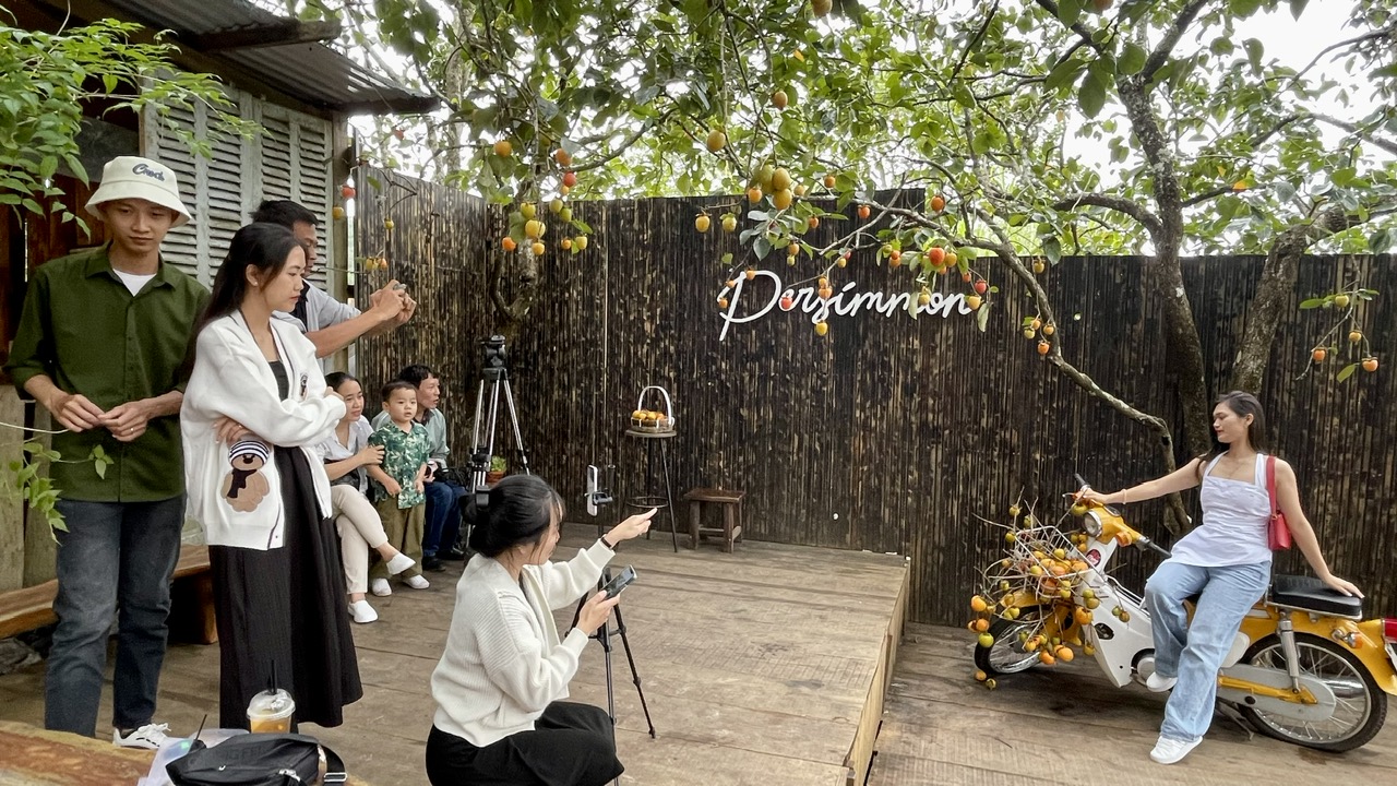 Dạo chơi giữa mùa hồng chín rộ