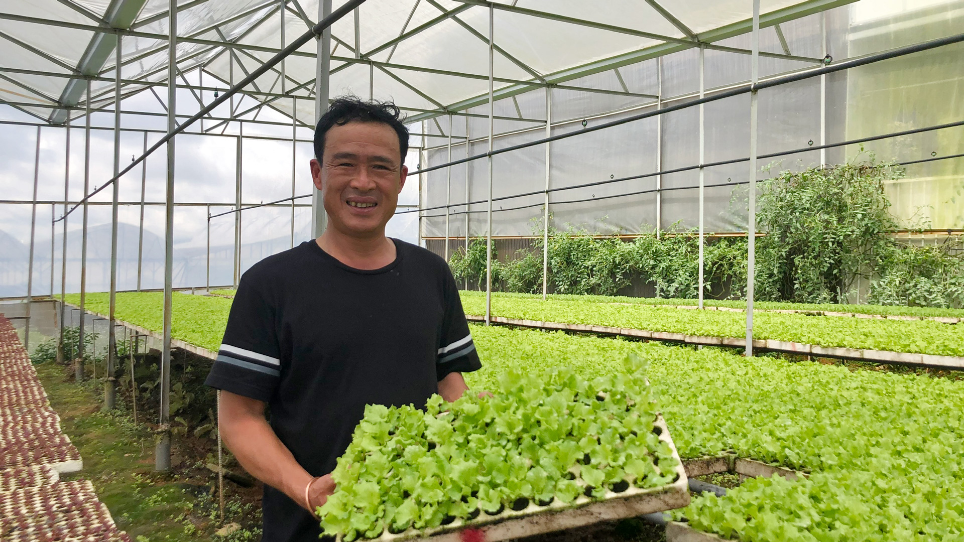 Nhà giống chuyên dụng của Hợp tác xã Tân Tiến