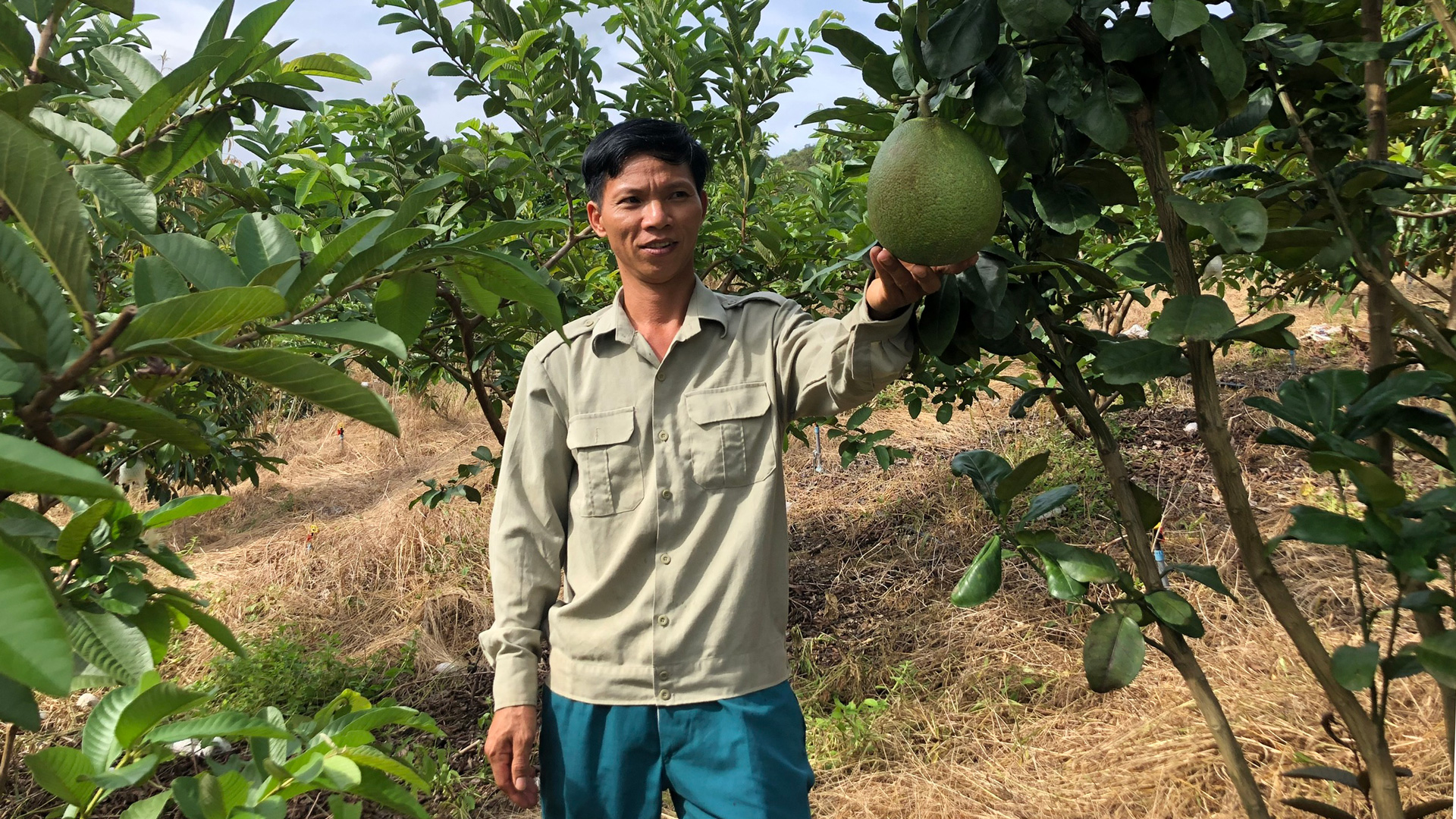 Bưởi da xanh Thanh Thủy trên đất dốc