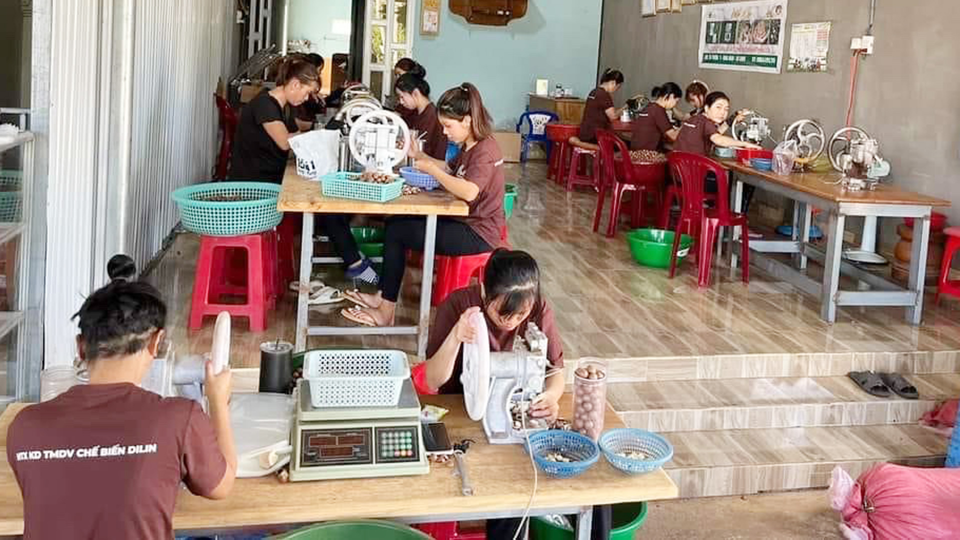 Khát vọng từ hạt macca