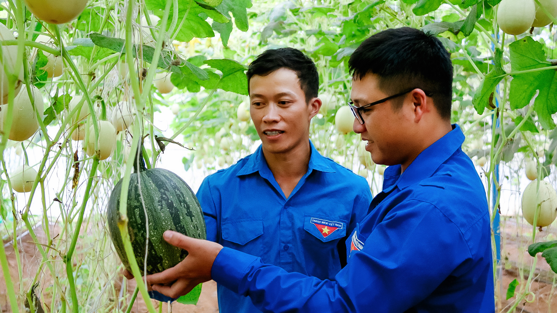 Chàng thanh niên với mô hình trồng nhiều loại bí