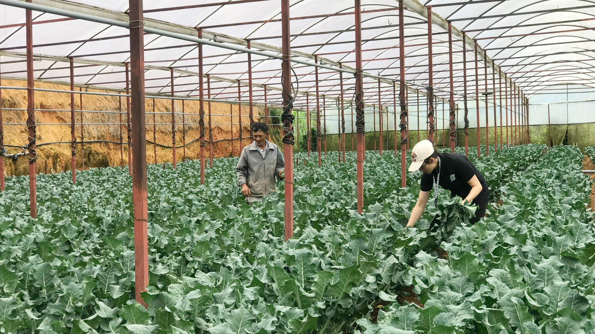 Chăm lo giúp đỡ hộ nghèo thông qua hỗ trợ sinh kế