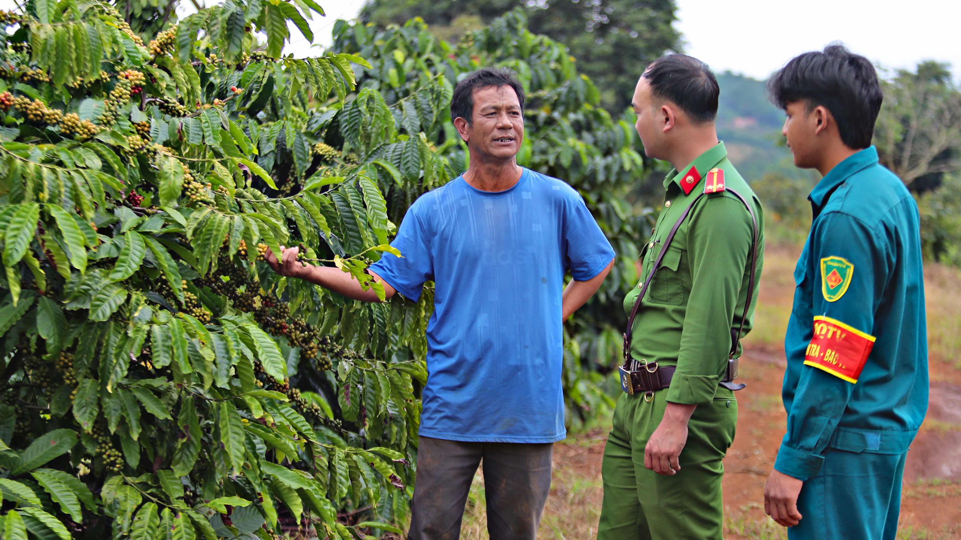 Chủ động phòng ngừa, ngăn chặn tình trạng trộm cắp cà phê