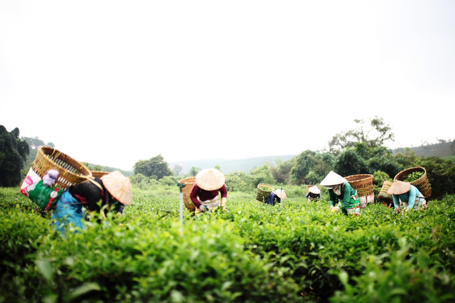 Trù phú vùng đất Bảo Lâm