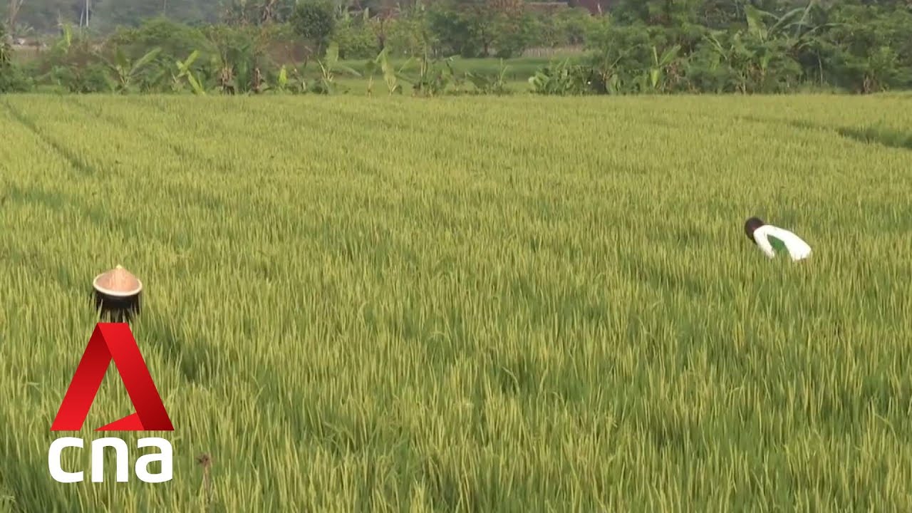 Indonesia: Đẩy mạnh chuyển đổi số trong nông nghiệp nhằm bảo đảm an ninh lương thực và phát triển bền vững