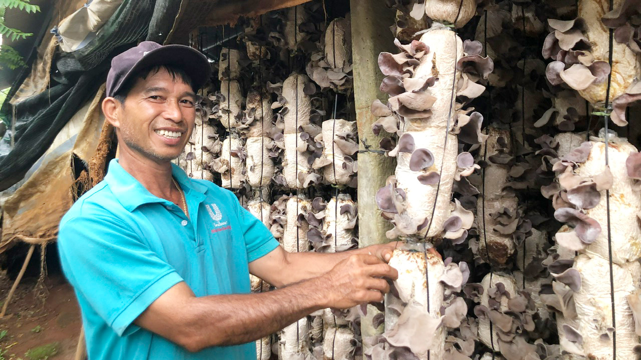 Tổ hợp tác nấm mèo phố núi