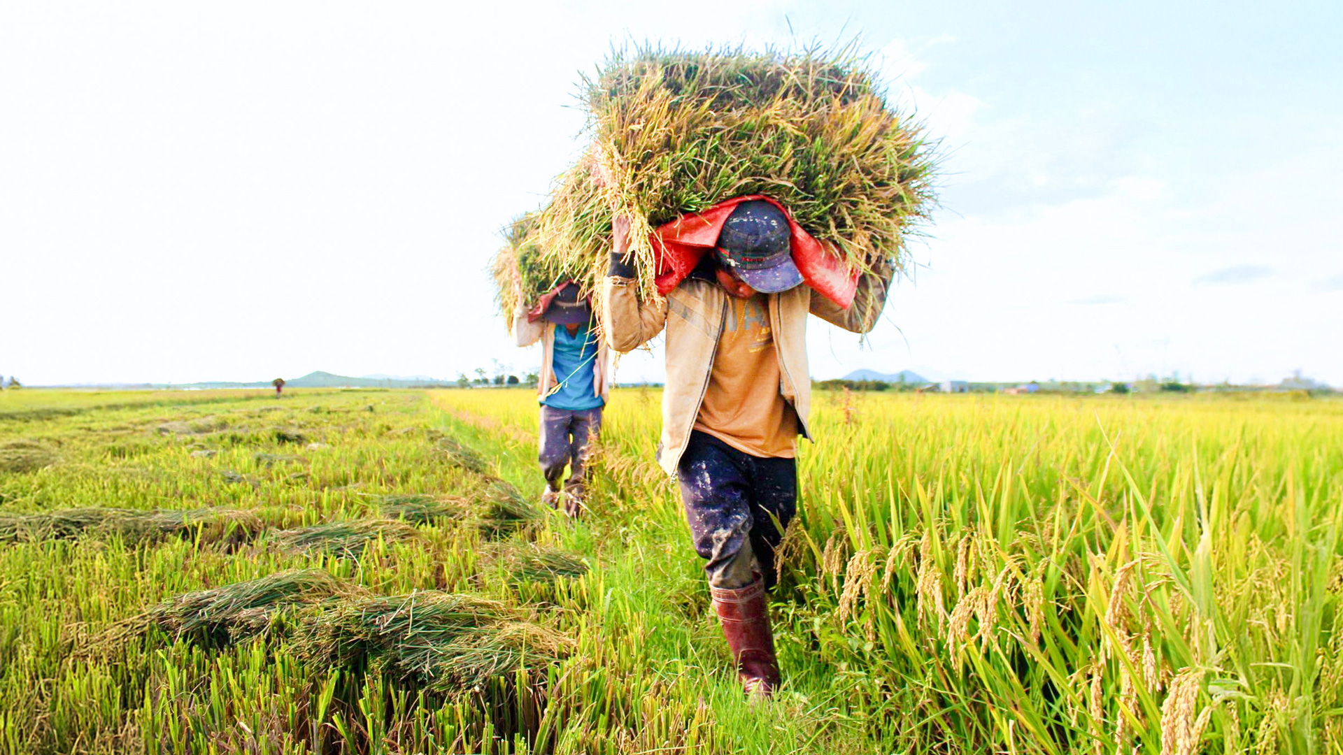 Tăng trưởng ngành Nông nghiệp chưa đạt kỳ vọng