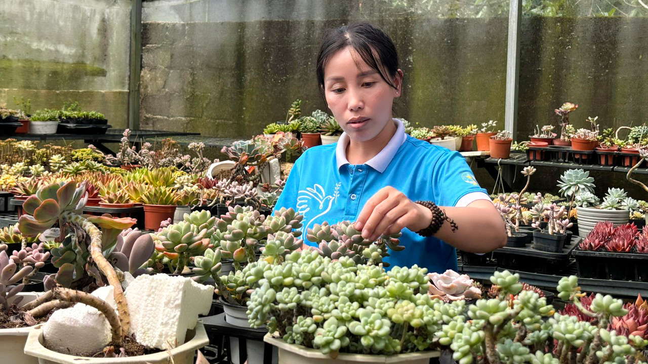 Người phụ nữ vượt nghèo và thương hiệu Sen đá tím Garden
