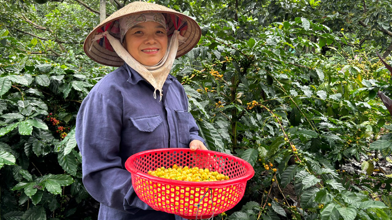 Trồng cà phê vàng Bourbon dưới tán bơ