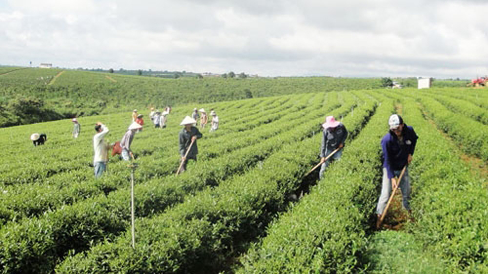 Bảo Lâm: Duy trì mức tăng trưởng cao hơn so với cùng kỳ