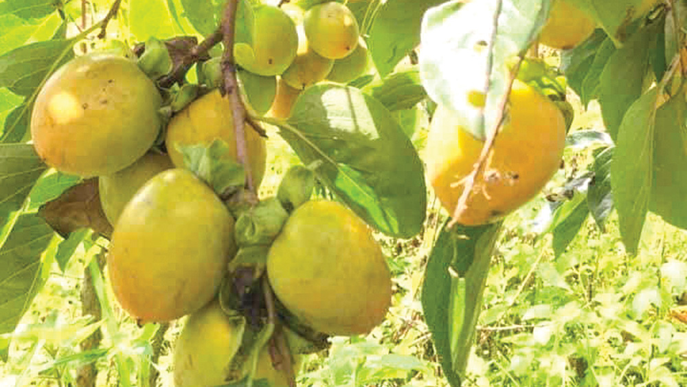 Hương vị tháng Mười