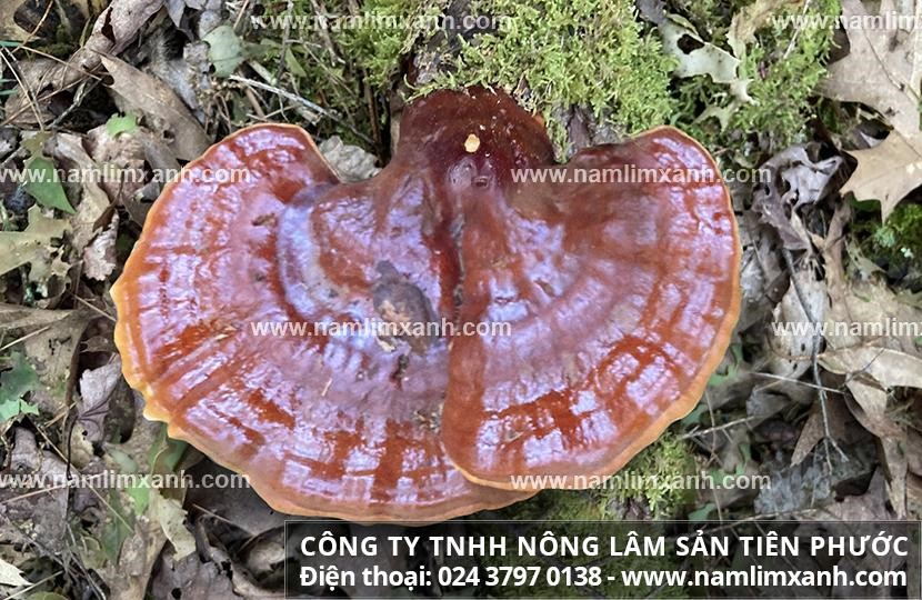 Giá nấm lim xanh mua ở đâu tốt với tác dụng của nấm lim Tiên Phước