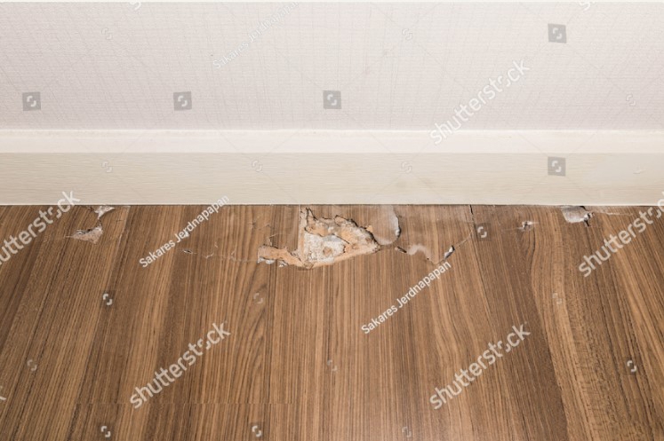 Robina là sàn gỗ chống mối hay chỉ là sàn gỗ bảo hành mối?