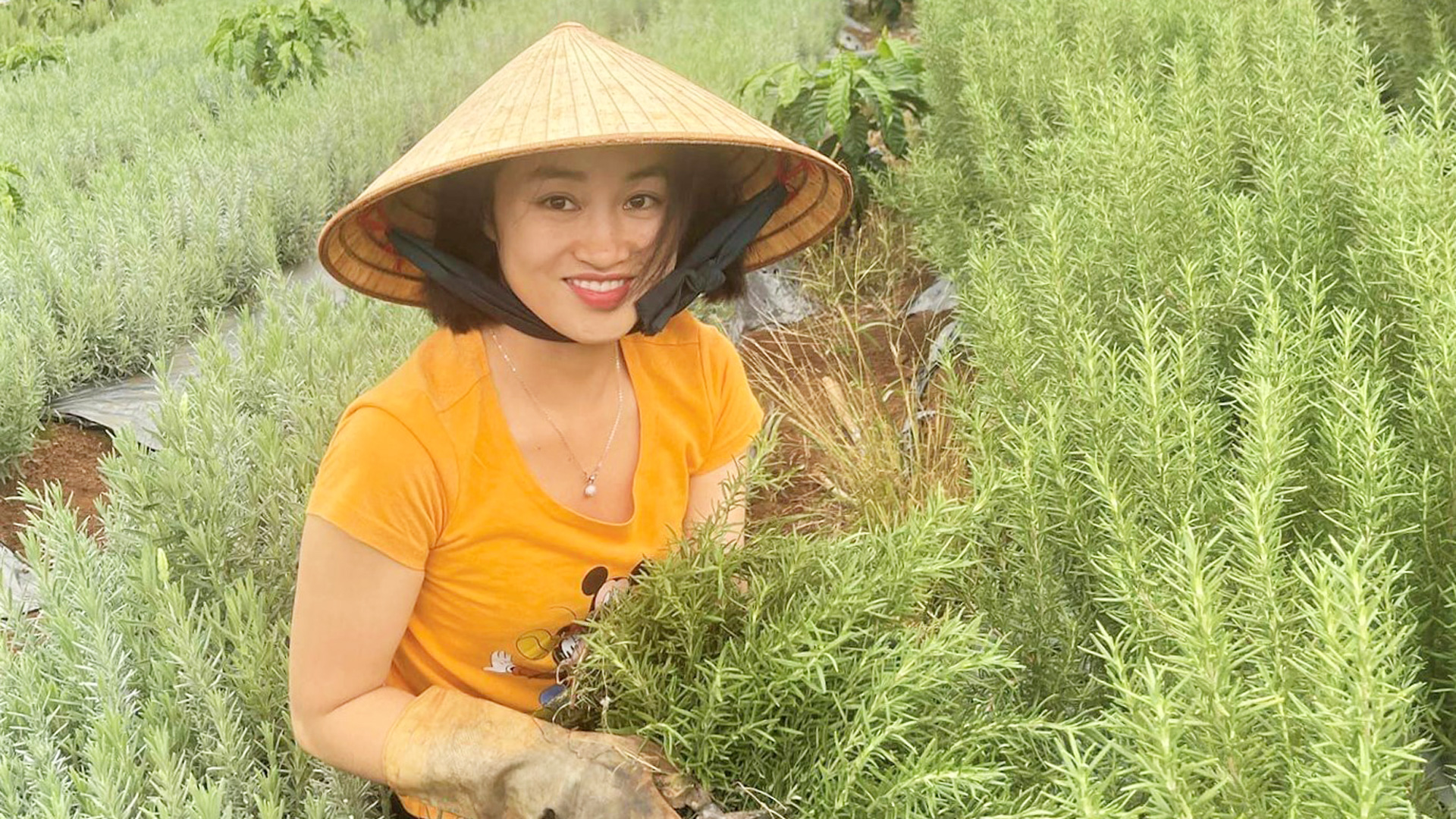 Nông trại của những mùi hương