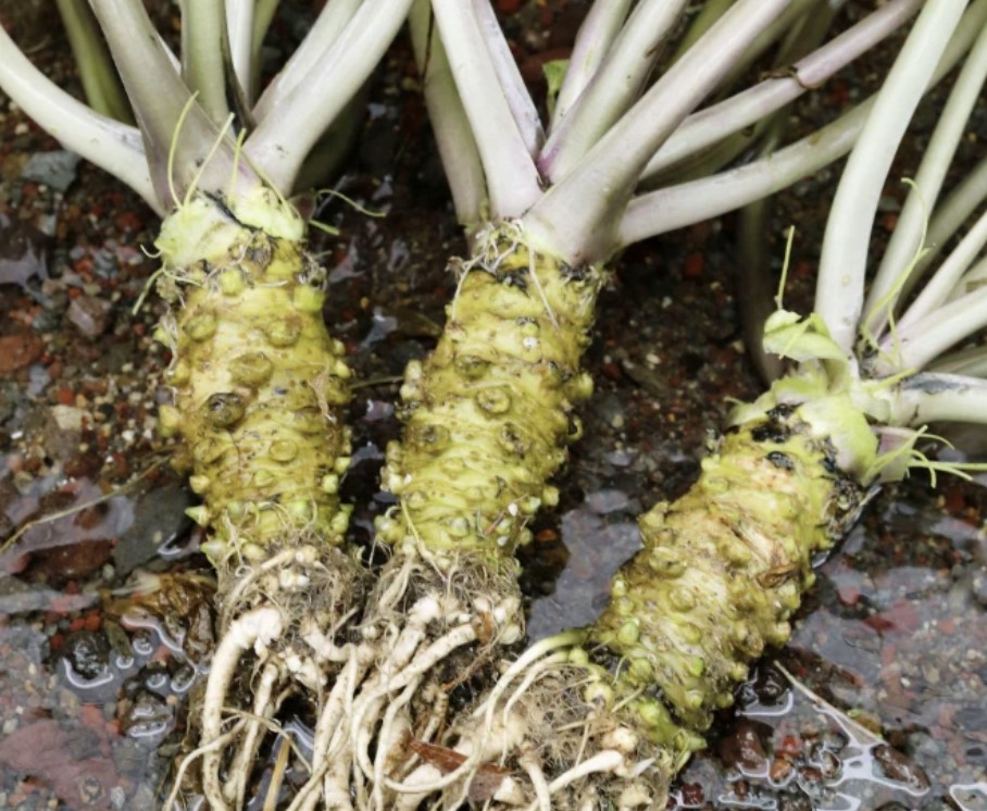 Nghiên cứu cho thấy Wasabi có tác dụng cải thiện trí nhớ ở người cao tuổi