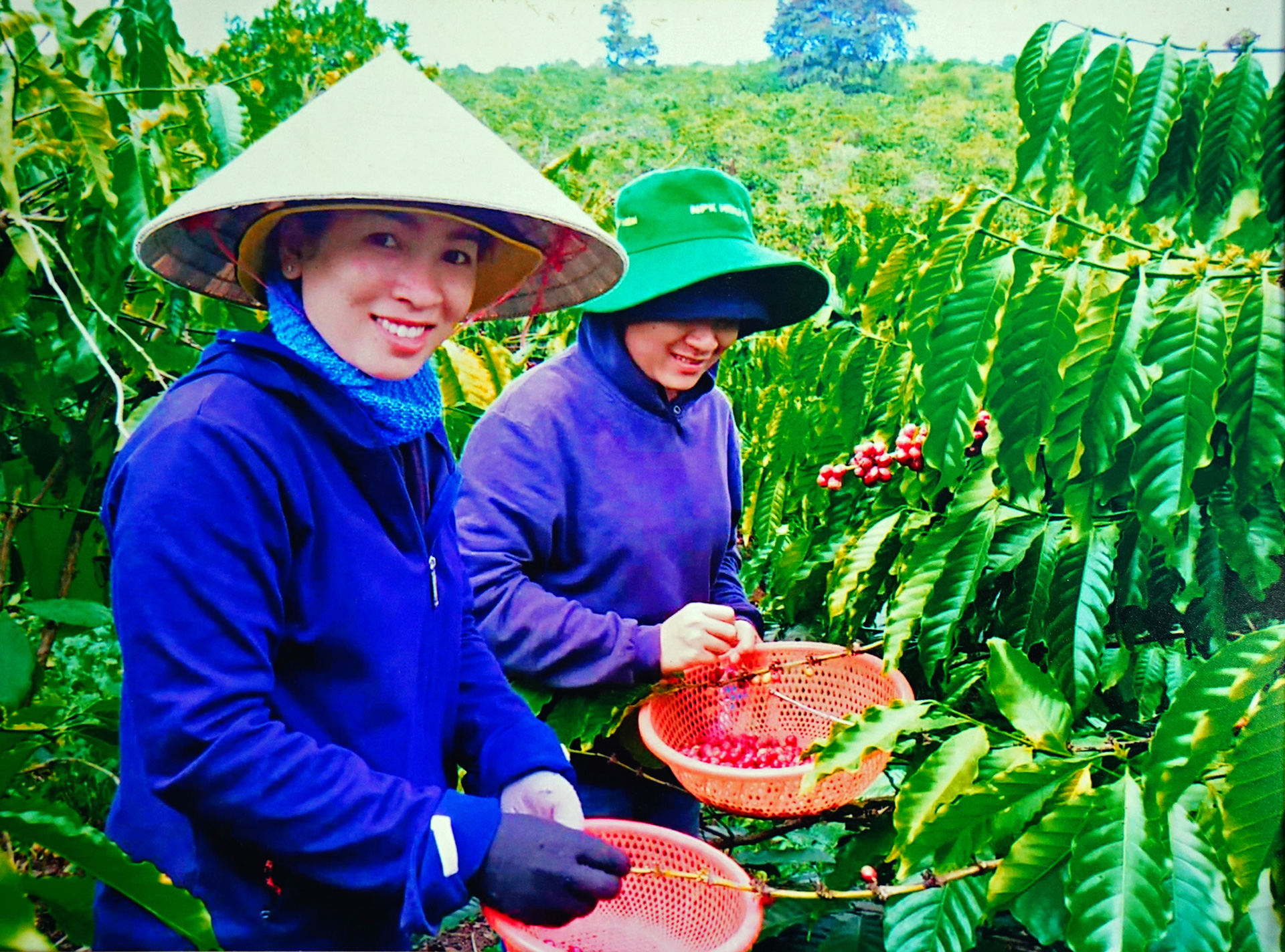 Oh mi Kơho, cà phê sạch
