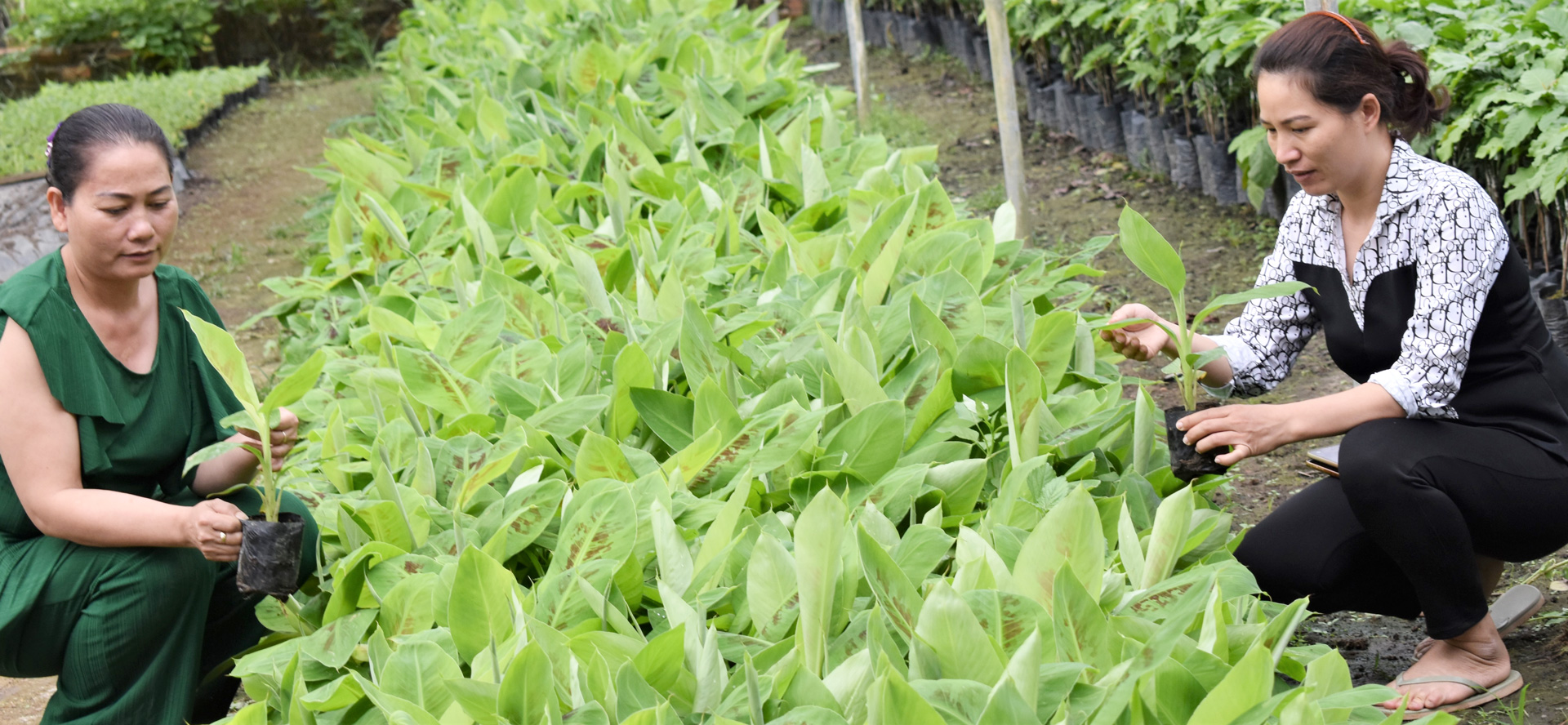 Mở rộng diện tích chuối Laba để thoát nghèo