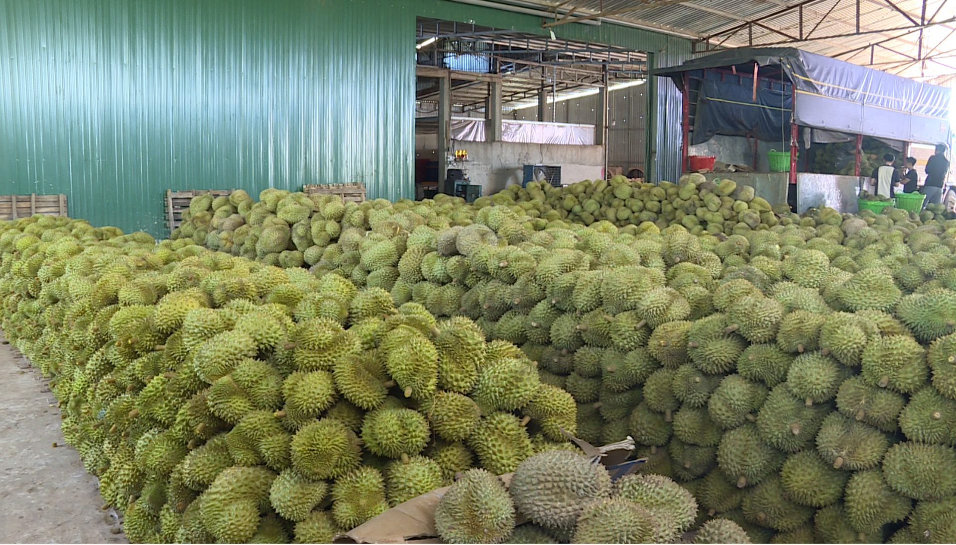 Doanh nghiệp địa phương xuất khẩu sầu riêng cấp đông