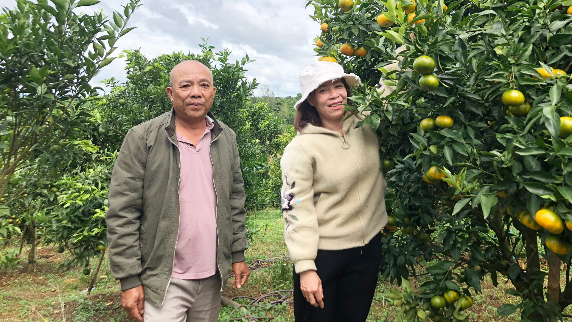 Tiên phong trồng cam theo hướng hữu cơ