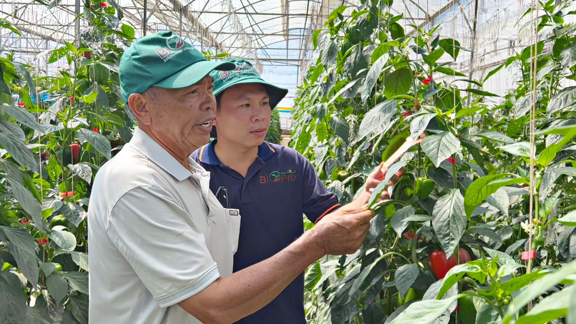 Nuôi thiên địch bảo vệ cây trồng, giảm chi phí sản xuất