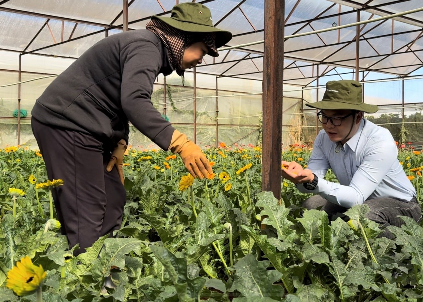 Nhà vườn Lâm Đồng chia sẻ giải pháp nâng cao chất lượng hoa cho vụ Tết