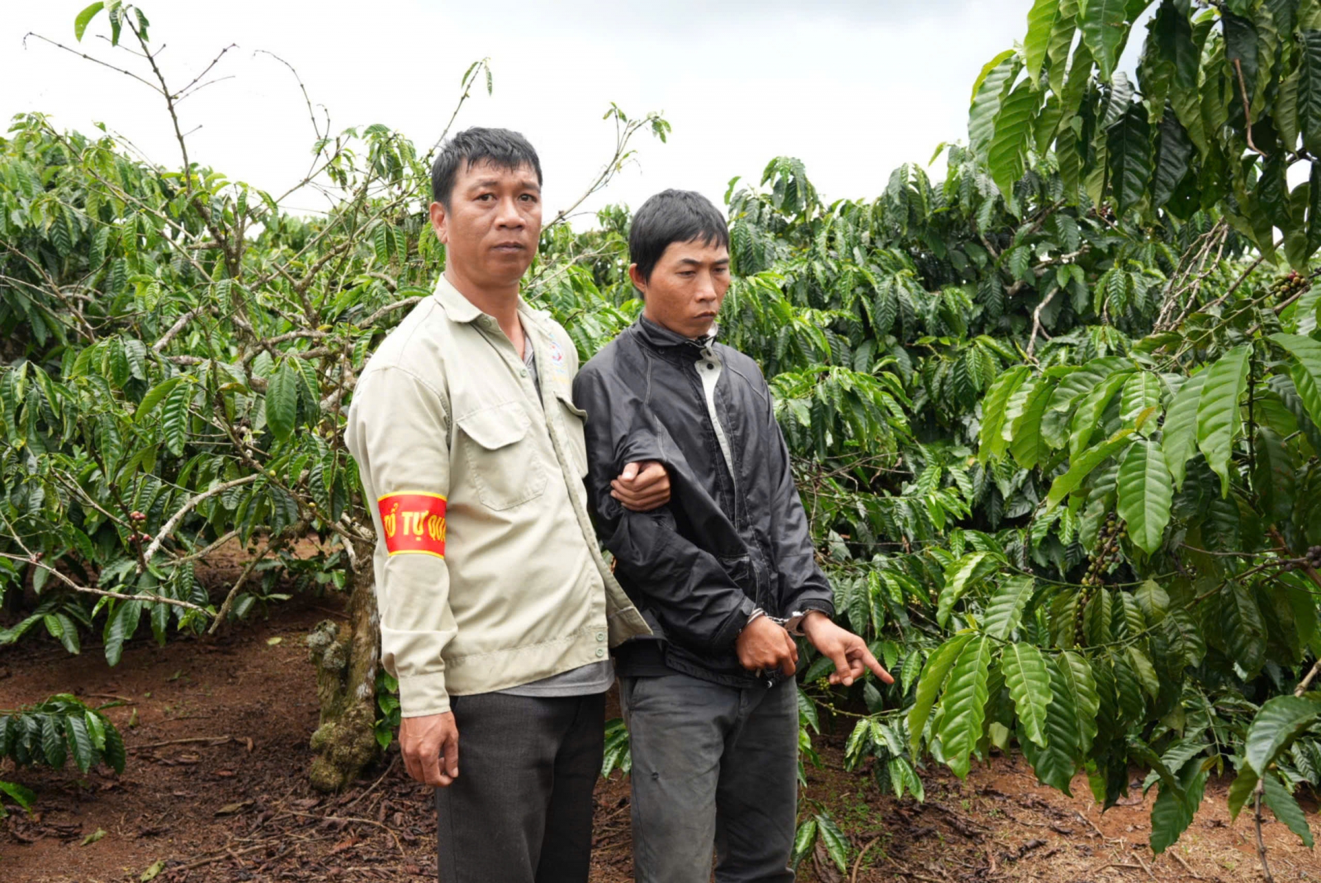 Di Linh: Tổ an ninh tự quản bắt giữ đối tượng hái trộm cà phê có nhiều tiền án, tiền sự