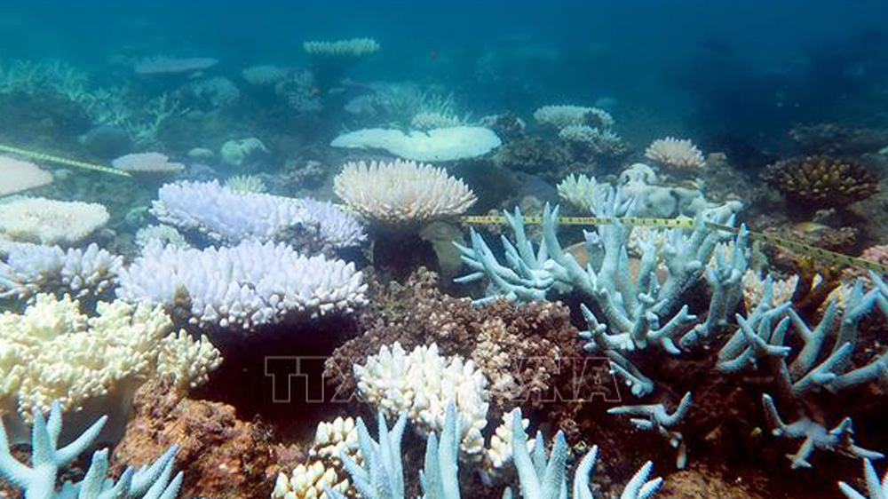 COP29: Gần 50% các loài san hô ở vùng biển nhiệt đới đối mặt nguy cơ tuyệt chủng