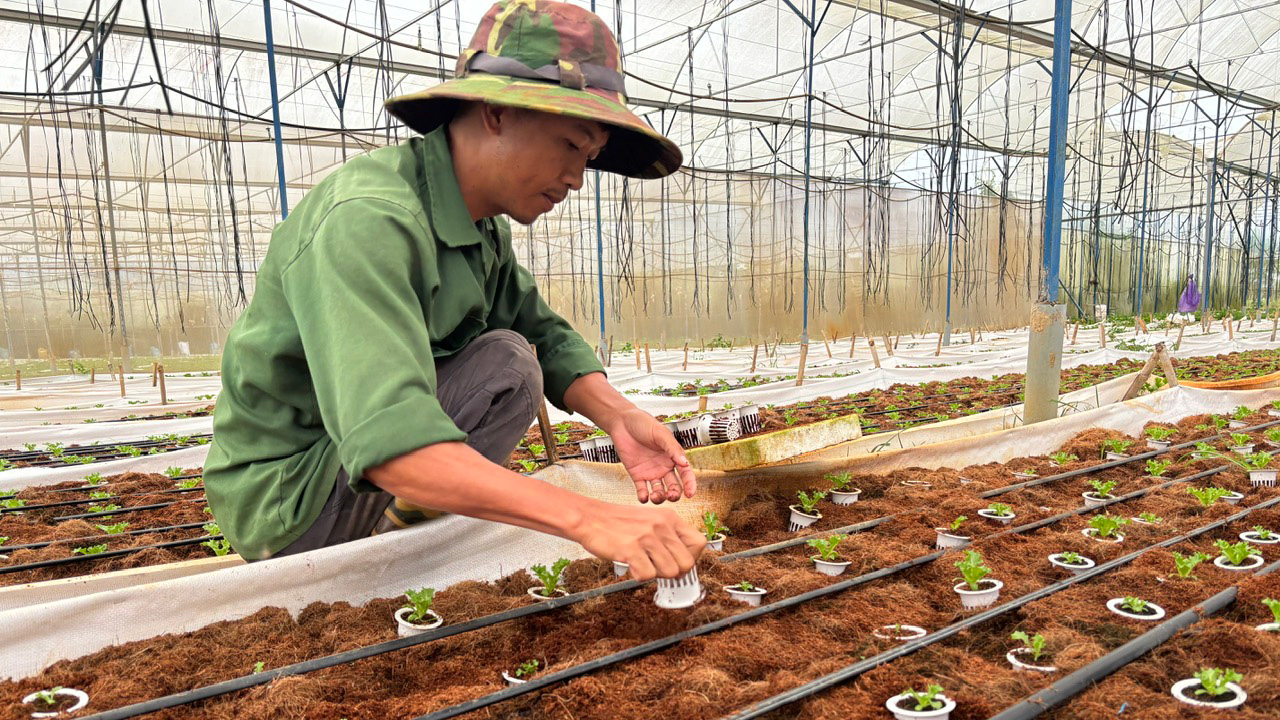 Trồng xà lách thủy tinh trên giá thể