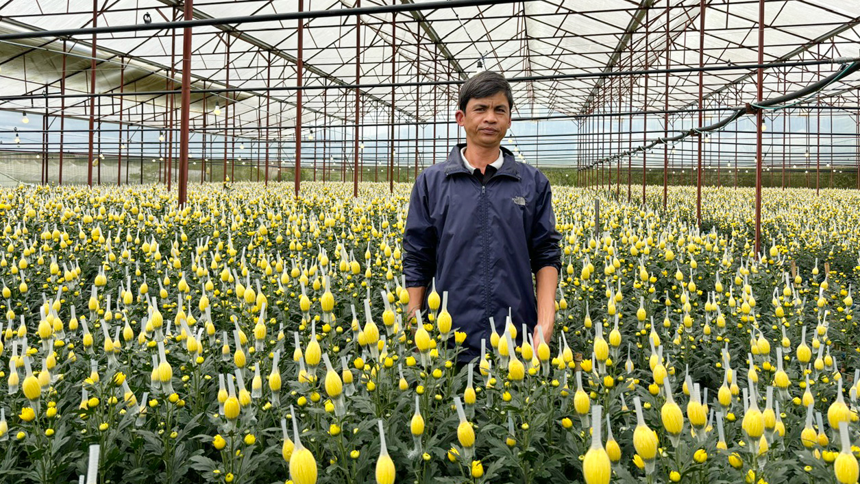 Trồng bông cúc bằng điện mặt trời