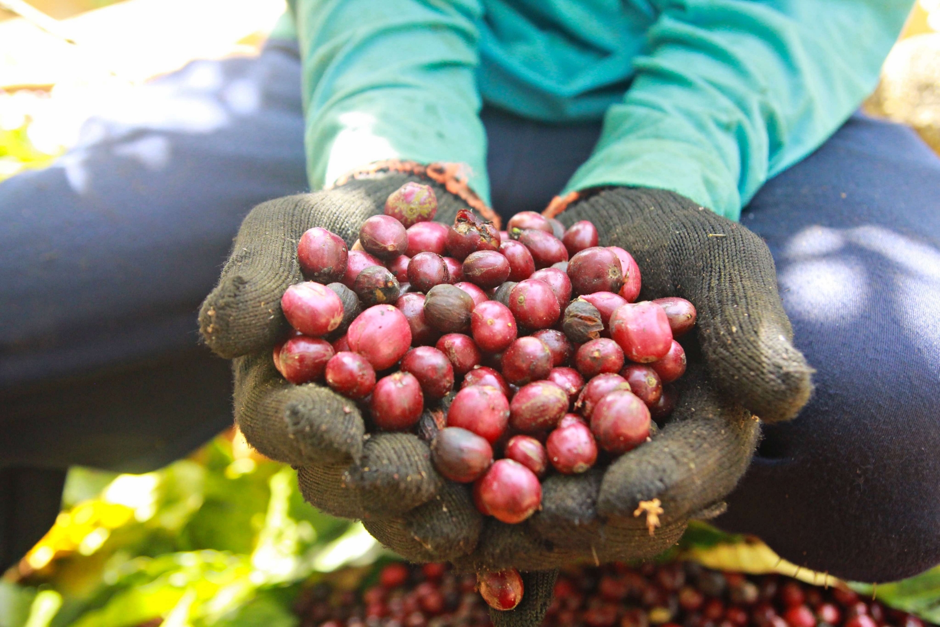 Giá cà phê tăng 4 ngày liên tiếp, đạt mốc gần 66.000 đồng/kg