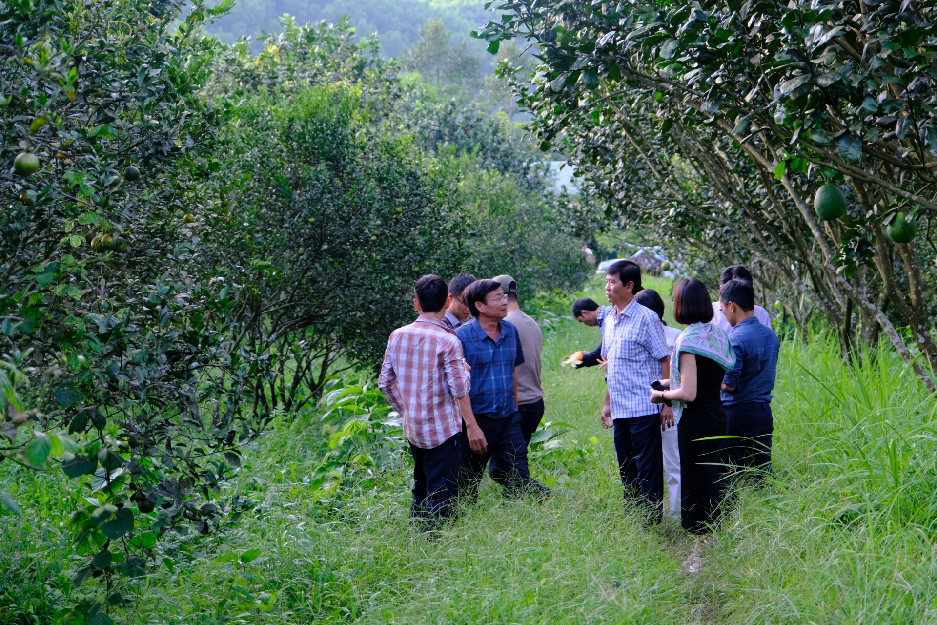 Đạ Tẻh tìm kiếm cơ hội xuất khẩu bưởi da xanh