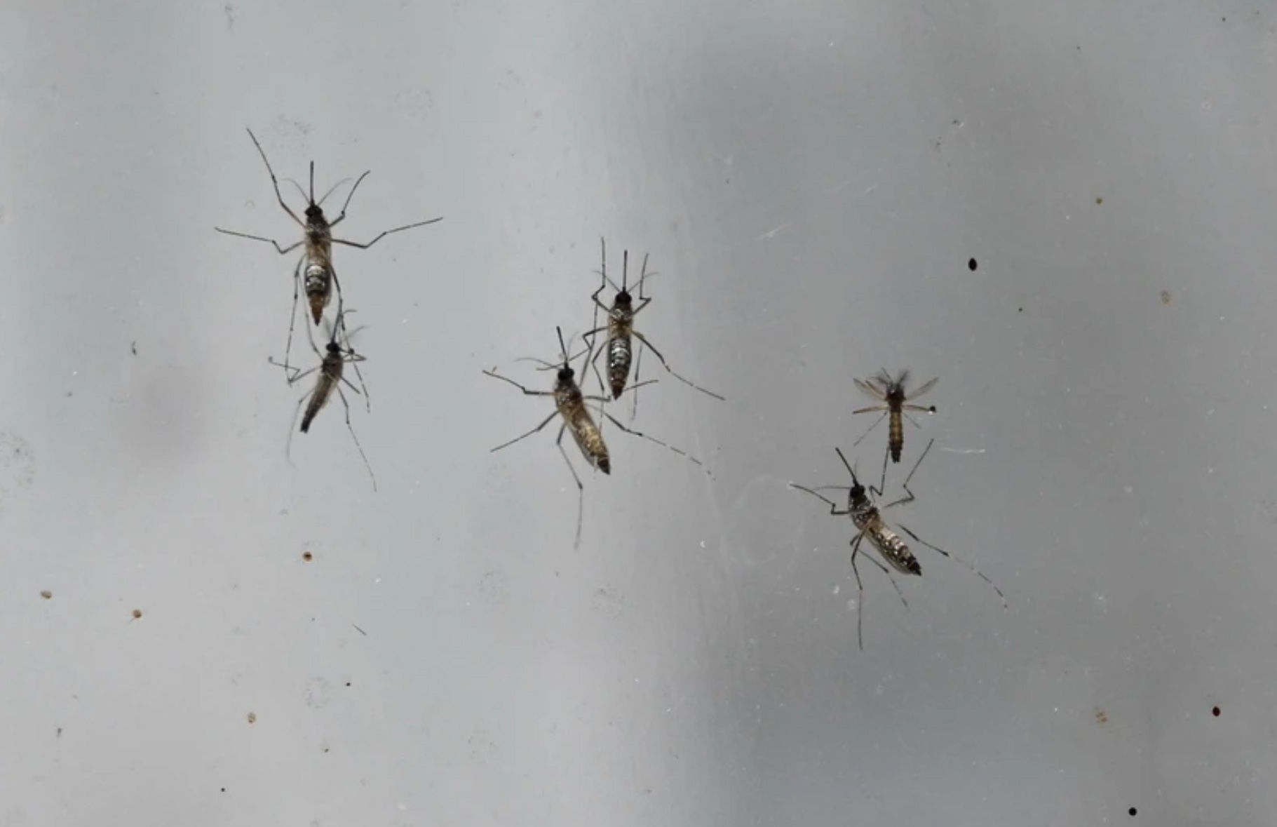Thử nghiệm ngừa sốt xuất huyết bằng muỗi vằn mang vi khuẩn Wolbachia