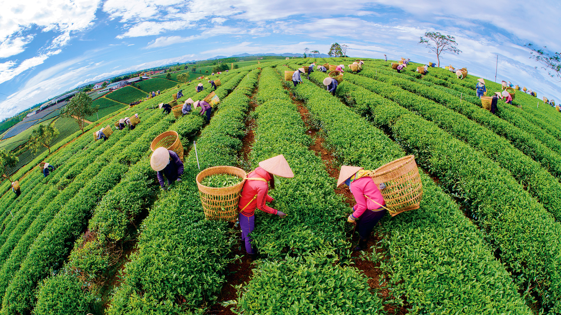 Thăm mô hình OCOP ở xứ trà B’Lao