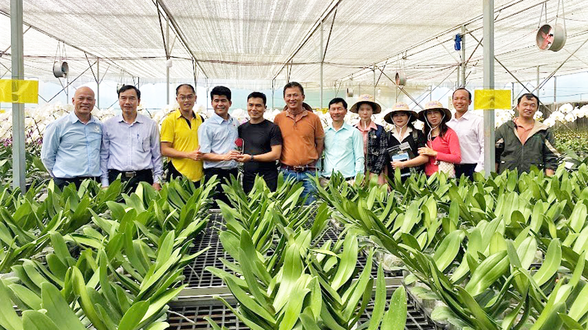 Định canh lan hồ điệp trên đất lúa
