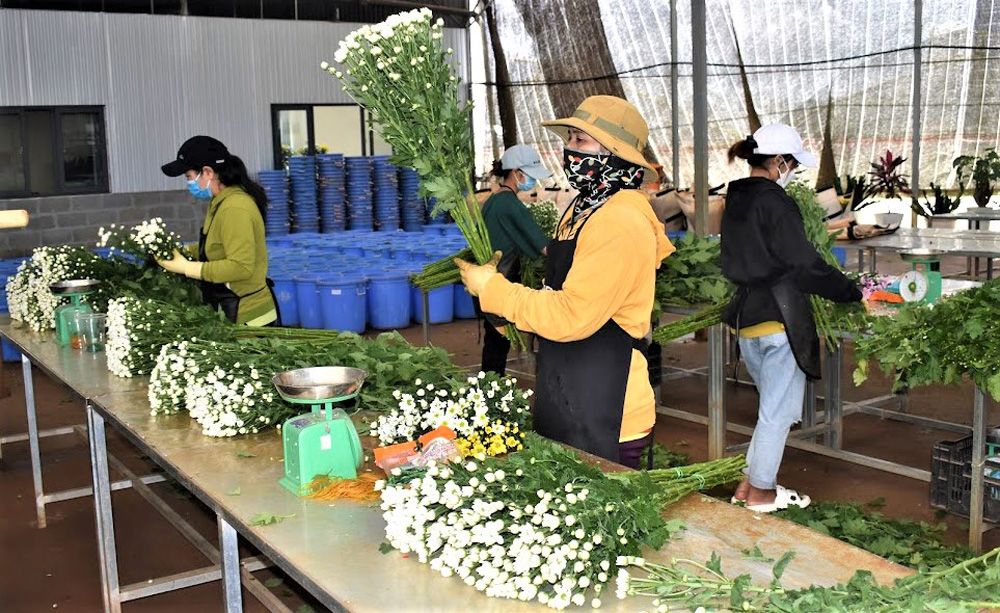Giải pháp chiến lược phát triển ngành nghề nông thôn