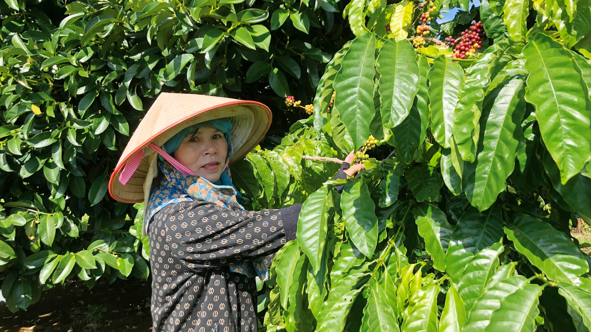 Ổn định thu nhập từ canh tác nối vụ