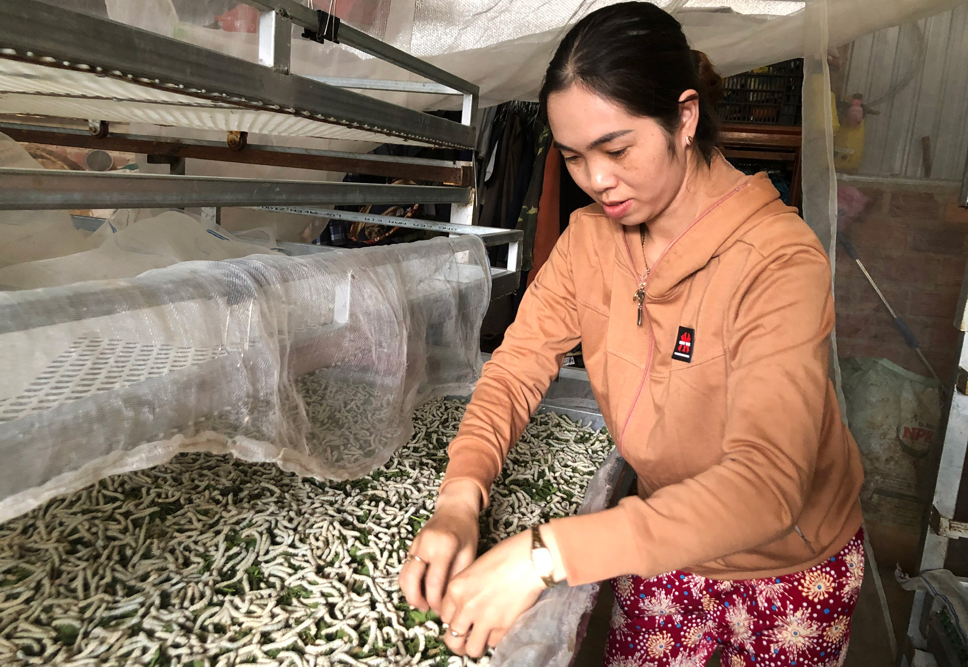 Liên kết cơ giới hóa ở tổ hợp tác dâu tằm