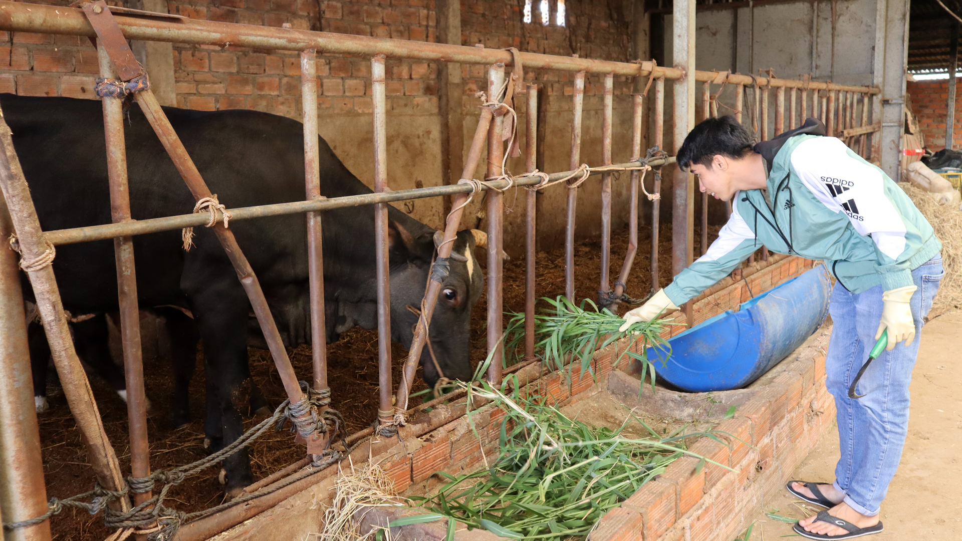 Chàng thanh niên với dự án chăn nuôi bò bền vững