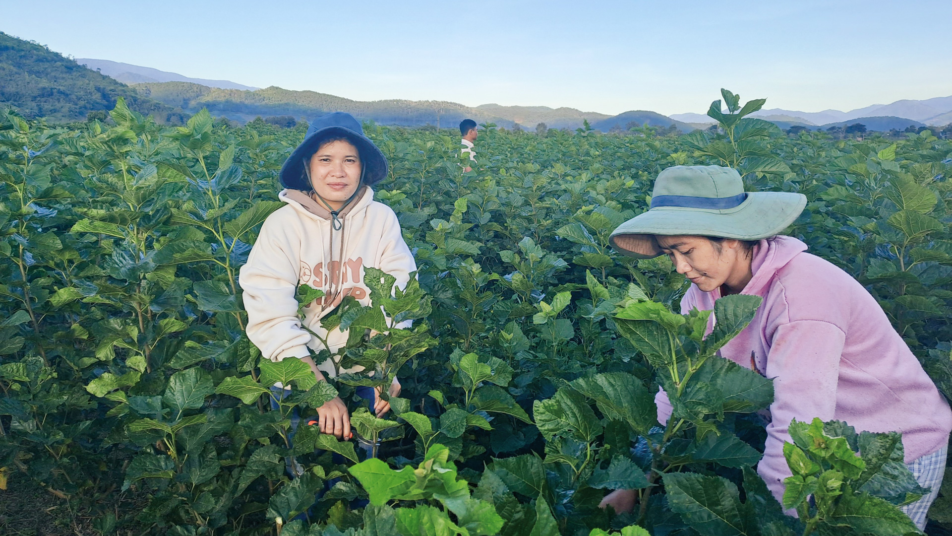 Nữ cán bộ khuyến nông được bà con tin yêu