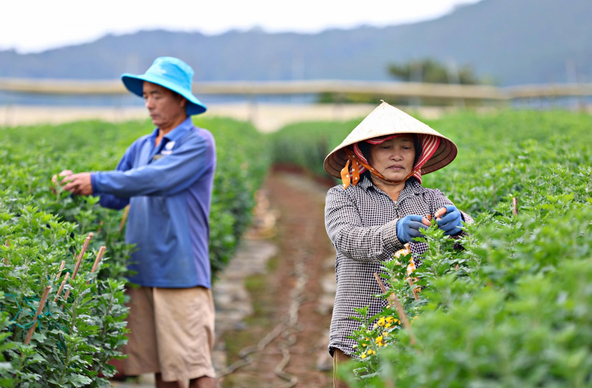 Làng hoa cúc chậu Krăng Gọ 2 rộn ràng chuẩn bị cho vụ Tết