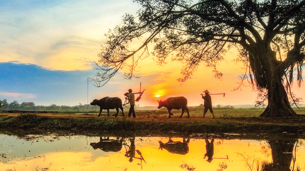Chiếc gương và cây ngô đồng
